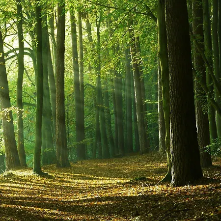 Waldschenke Stendeniz Ferienhaus Im Wald Am See