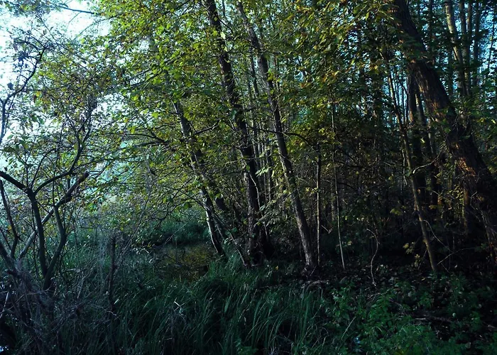 Waldschenke Stendeniz Ferienhaus Im Wald Am See *